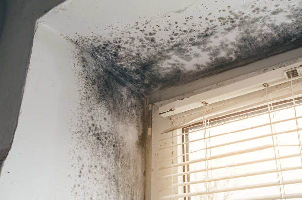 Affordable Black Mold Remediation solutions in Brogue, PA